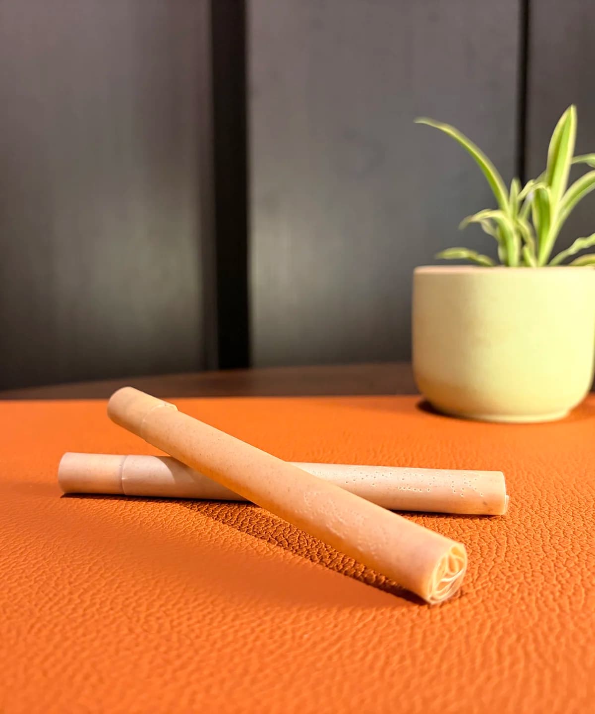 Two Spear devices resting beside a potted plant